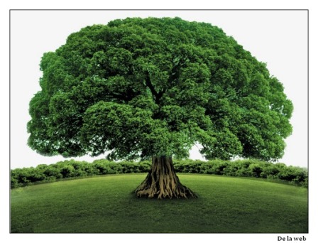 El árbol, maravilla de la naturaleza y eslabón vital del ciclo del agua.  Parte 1.- – Revista ARRIERÍAS